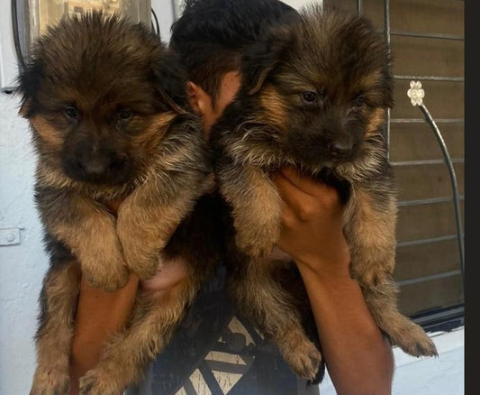 German shepherd puppies for sale online in ahmedabad