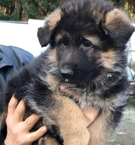 Buy german shepherd puppies from ahmedabad