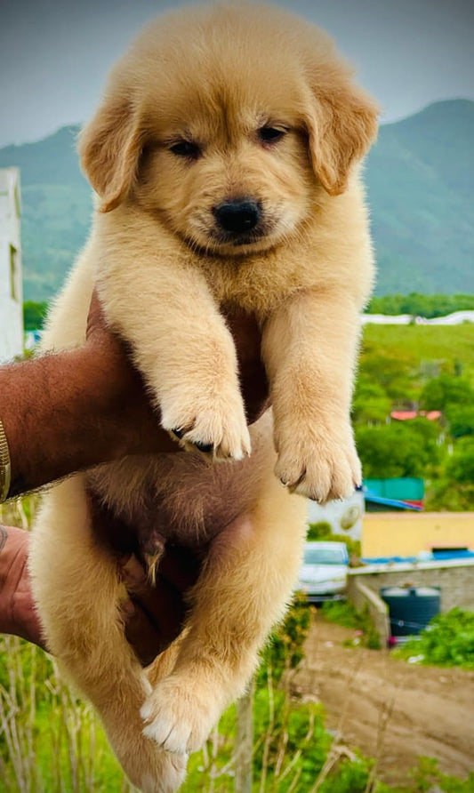 Golden Retriever dog price in Hyderabad
