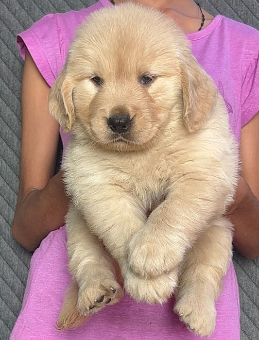 Buy Golden Retriever puppies online from Hyderabad
