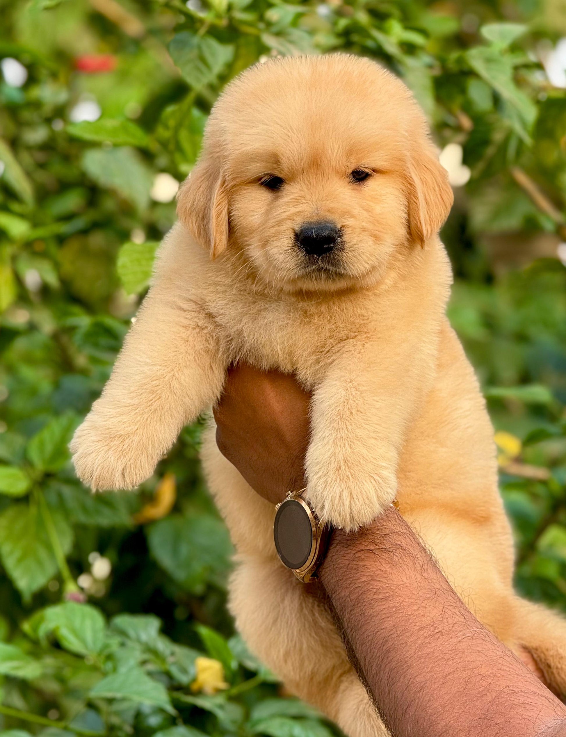 Good Quality Golden Retriever Puppies For Sale At Vizag โ Dog