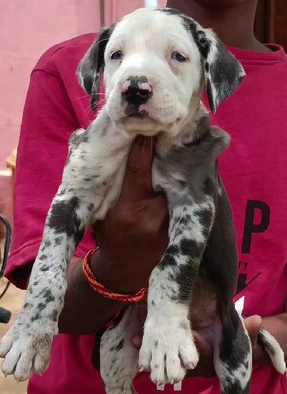 Great Dane price in bangalore
