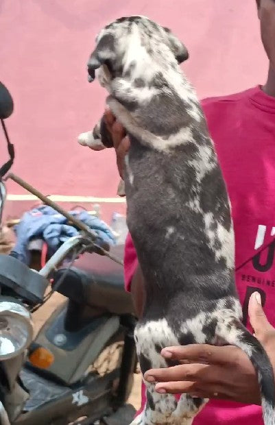 Great Dane pet shop in bangalore
