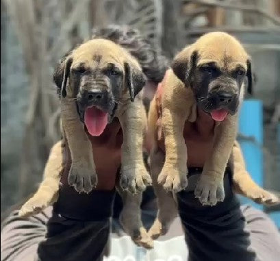 Great Dane dog price in bangalore
