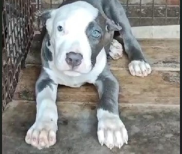 Great Dane price in Chennai
