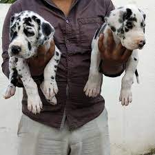 Buy great dane puppies from goa