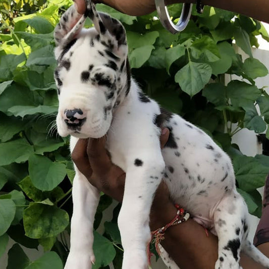 Great dane price in goa