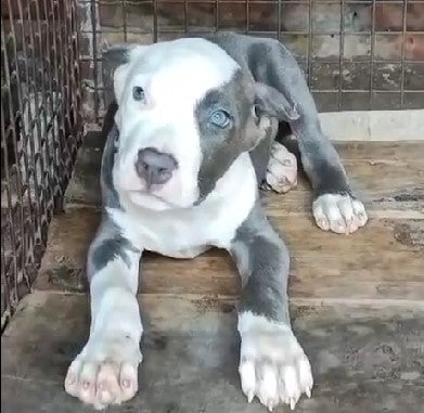 Great dane puppy price in goa