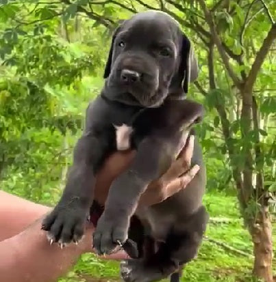 Great Dane pet shop in Hyderabad
