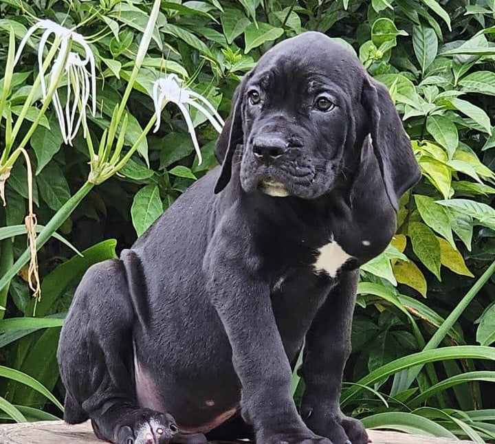 Great dane dog price in jaipur