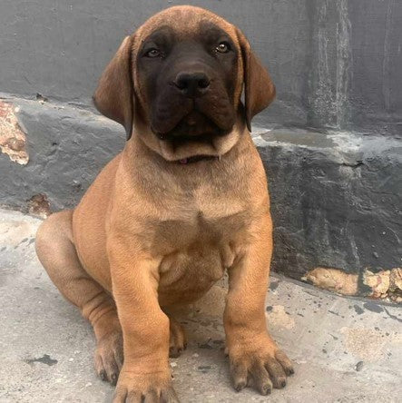 Great Dane price in Kolkata
