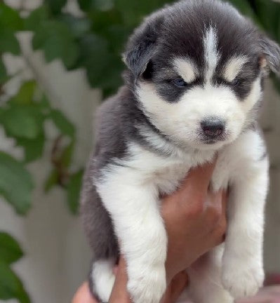 Siberian Husky price in Chennai
