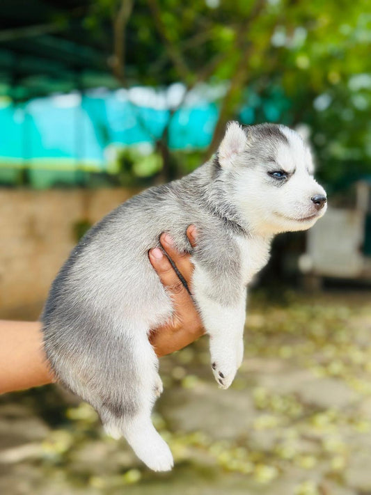 Siberian Husky price in Vizag
