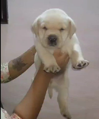 KCI registered labrador retriever puppy for sale at bangalore