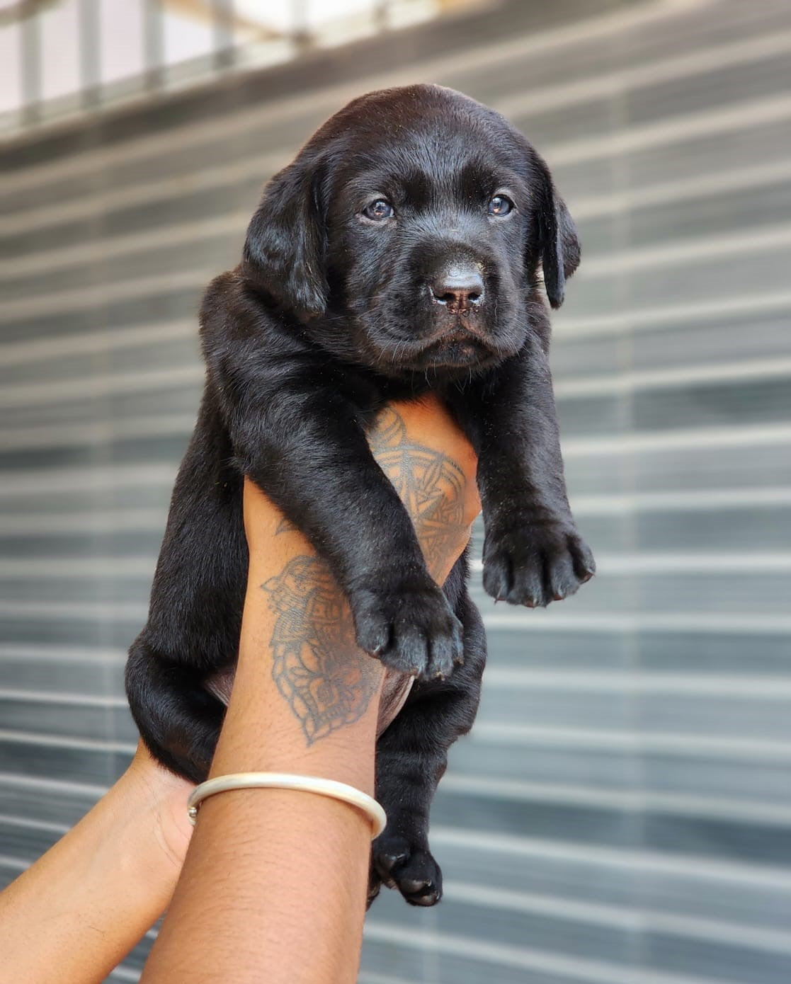 Labrador Retriever dog price in Hyderabad
