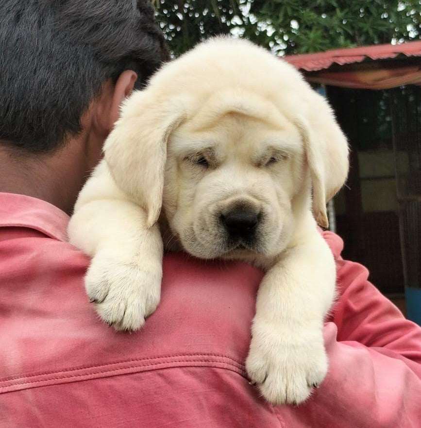 Labrador Retriever price in Kolkata
