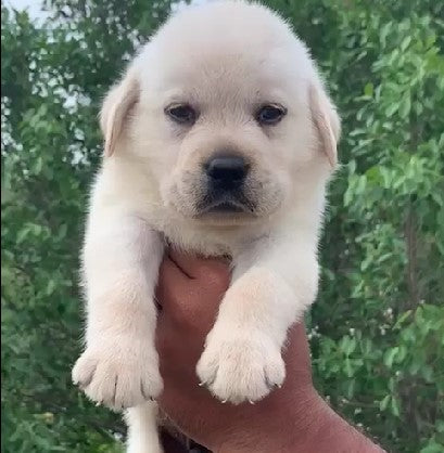 Buy Lab Puppies From Mumbai