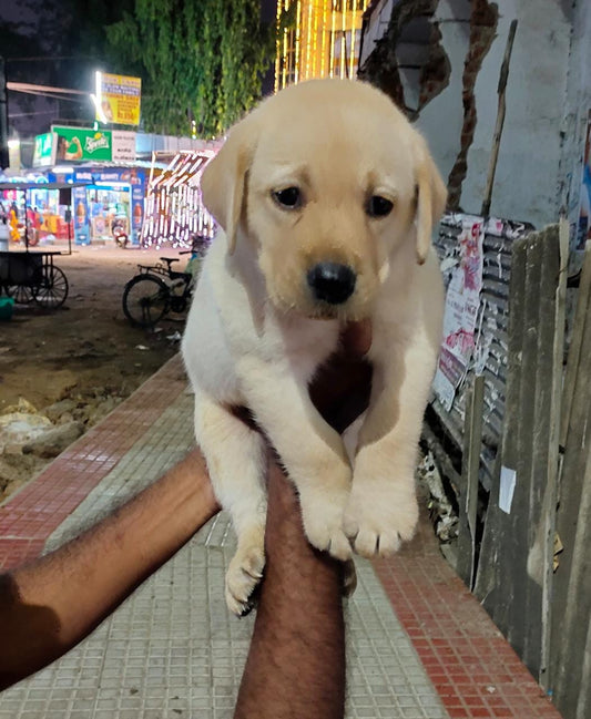 lab puppies for sale in ahmedabad
