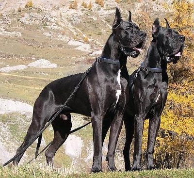 Large breed puppy