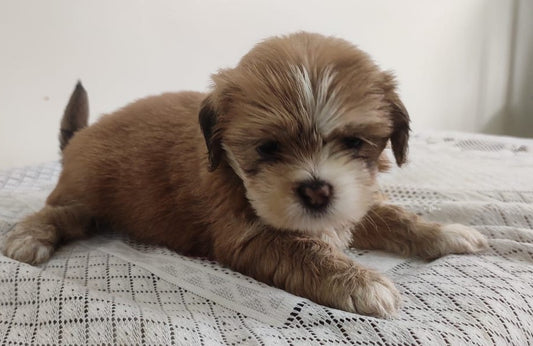Lhasa Apso price in bangalore
