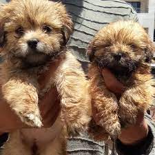 Lhasa Apso dog price in bangalore
