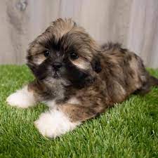 Lhasa Apso puppies for sale online in bangalore
