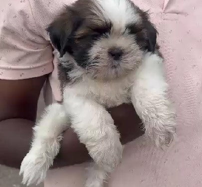 Lhasa Apso pet shop in Chennai
