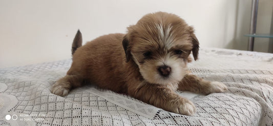 Lhasa apso dog price in goa