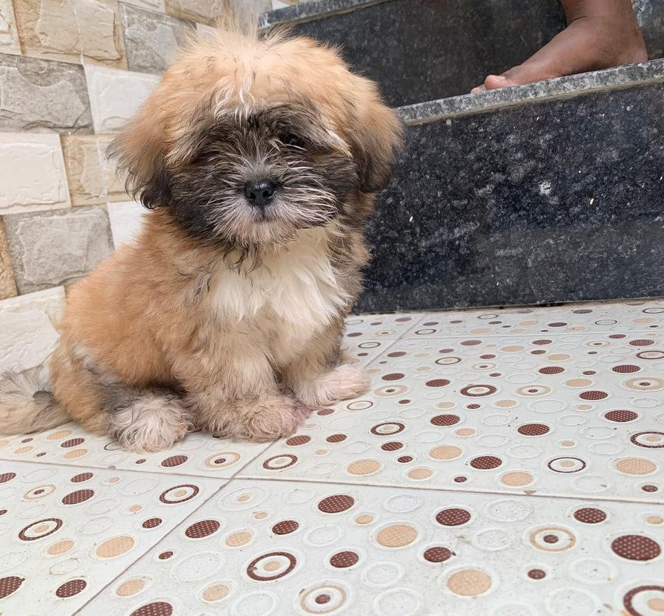 Lhasa Apso price in Kolkata
