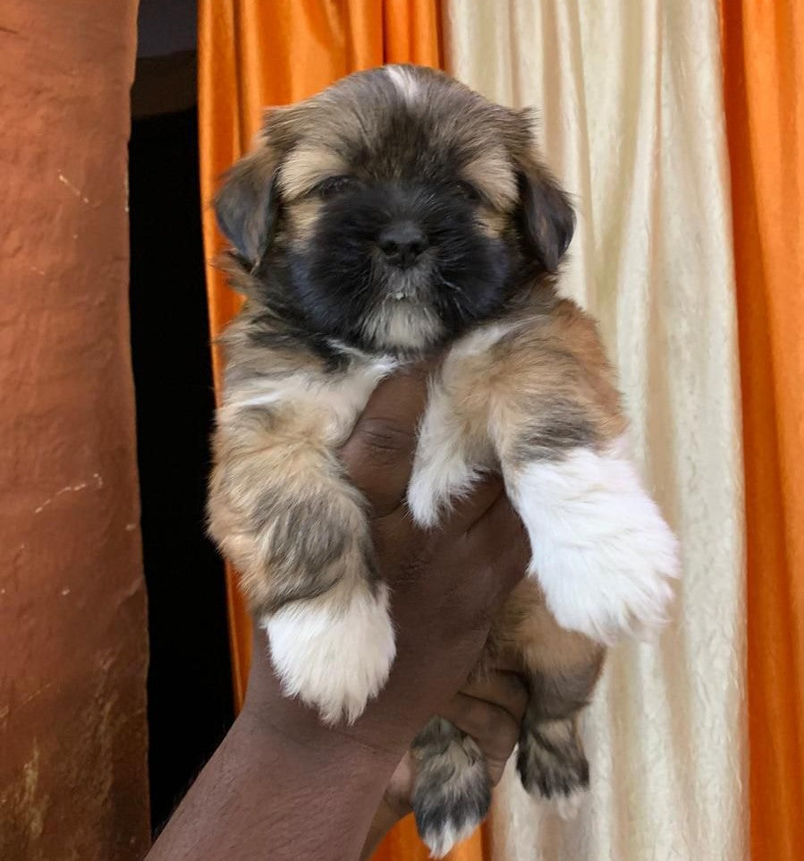 Buy Lhasa Apso puppies online from Kolkata
