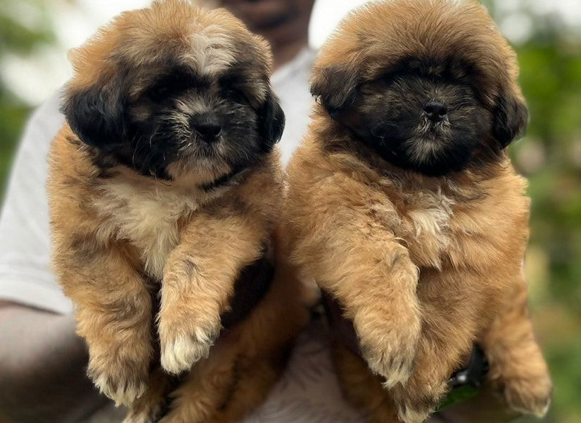 Lhasa apso dog for sale in mumbai