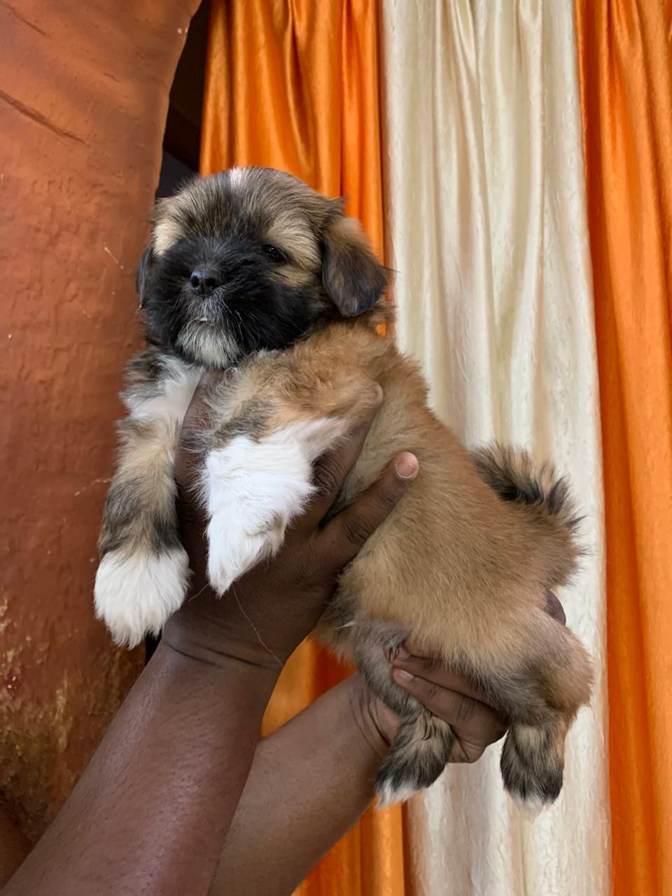 Brown Colured Lhasa Apso Puppies For Sale At Baner - Pune