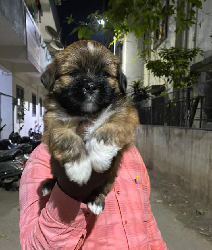 Lhasa Apso dog price in Vizag
