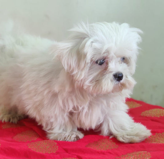 Maltese dog price in mumbai