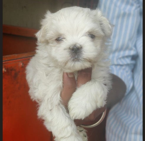 Maltese dog price in mumbai
