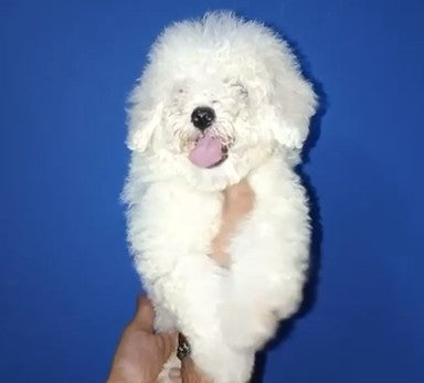 Buy maltese puppies from mumbai