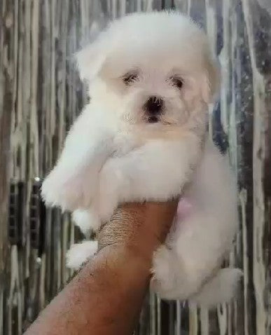 Buy maltese puppies from mumbai