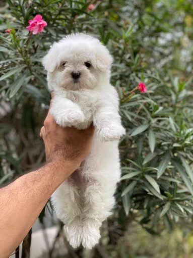 Maltese dog breeder in ahmedabad