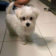 Maltese puppies for sale online in ahmedabad
