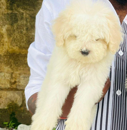 Maltese dog price in ahmedabad