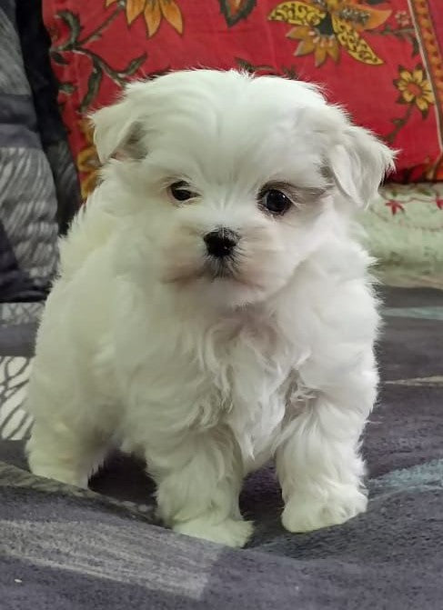 Buy Maltese puppies online from Vizag
