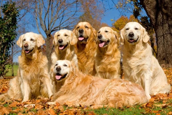 Medium breed puppy