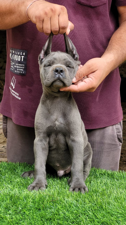Buy Healthy Pitbull Puppies From Goa