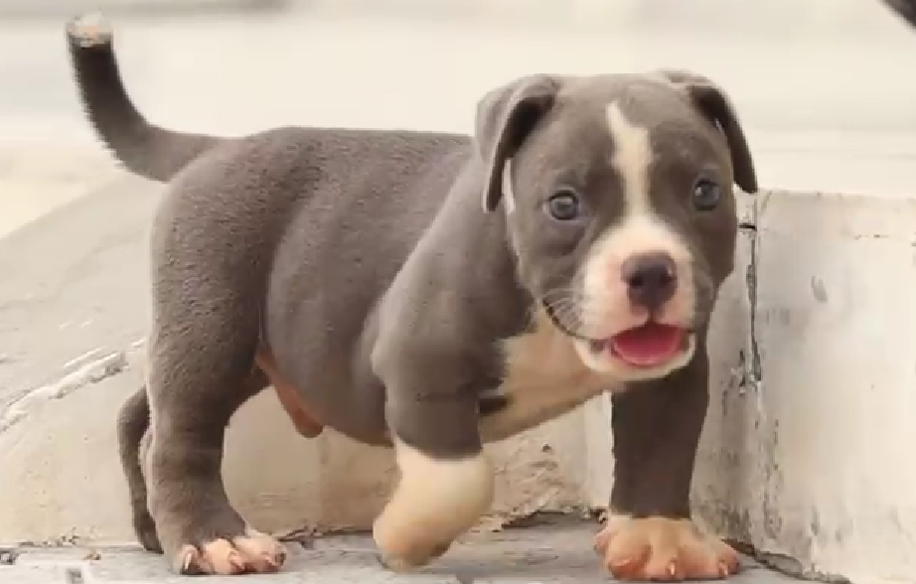 Buy pitbull puppies in goa