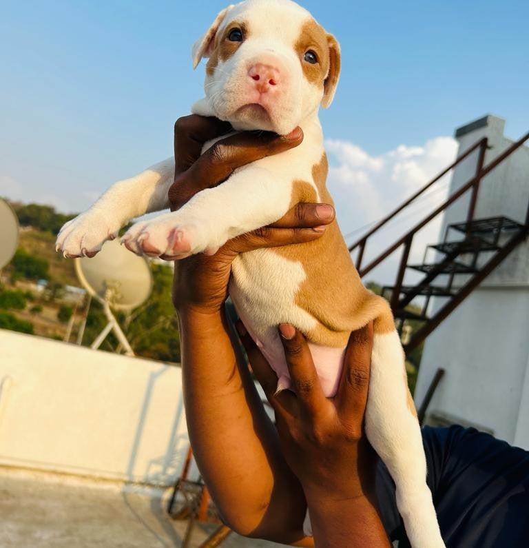 Pitbull dog price in Kolkata
