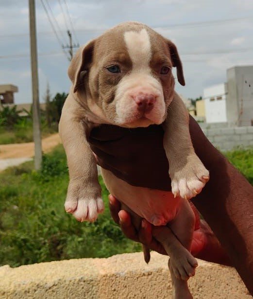 Pitbull dog price in mumbai