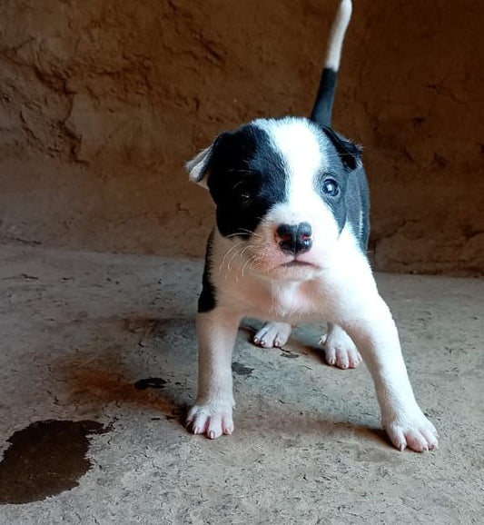 Pitbull dog for sale in mumbai