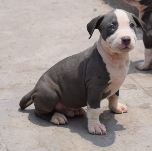 Pitbull dog for sale in mumbai
