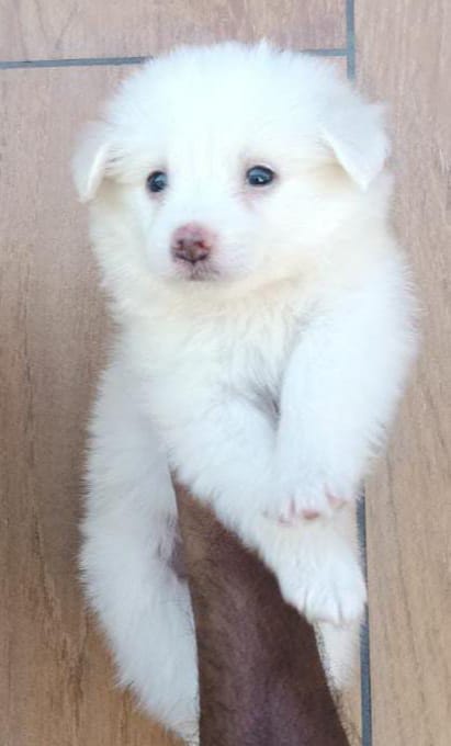 Pomeranian price in bangalore
