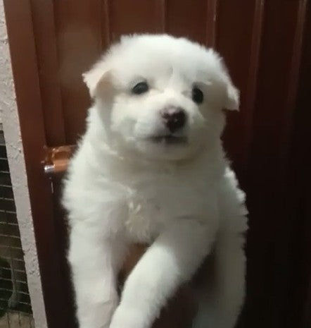 Pomeranian pet shop in bangalore
